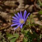 Anemone blanda 