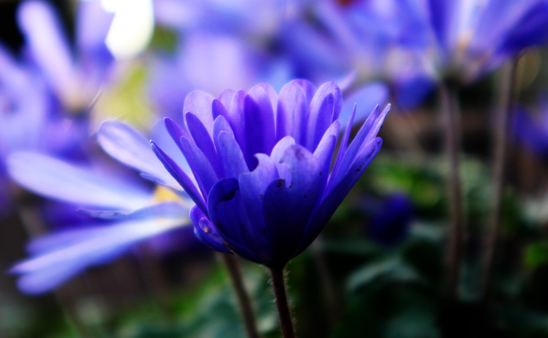 Anemone blanda 