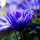 Anemone blanda 