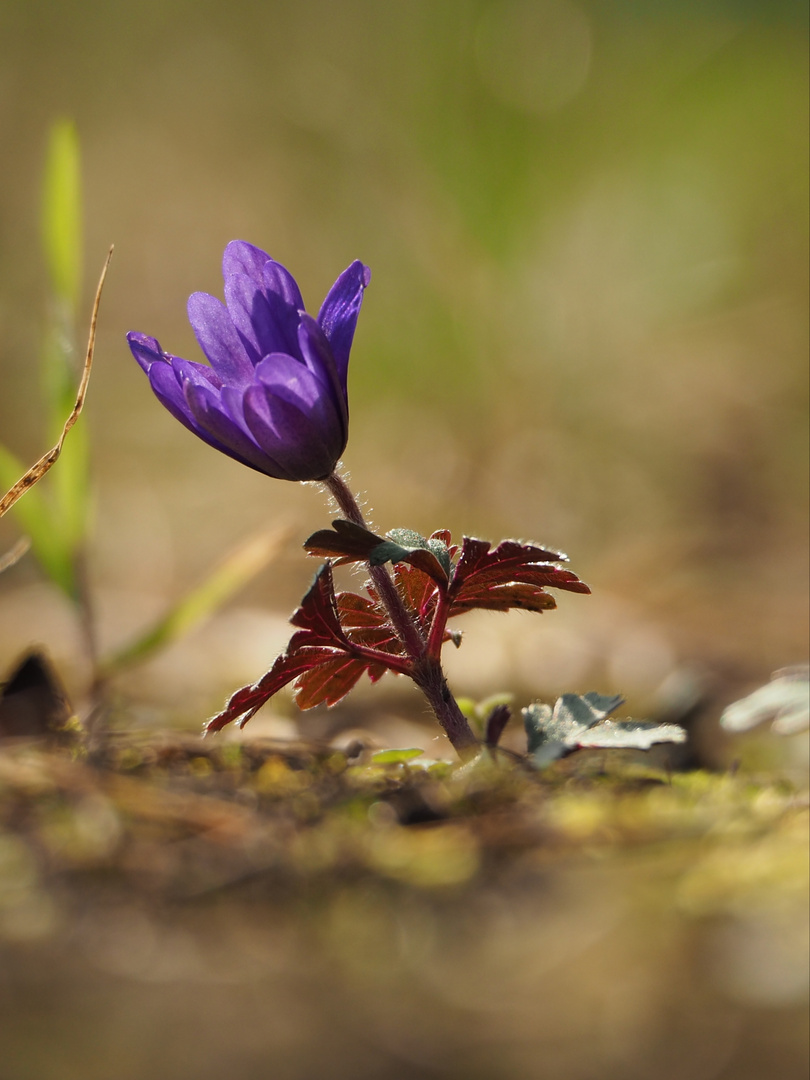 Anemone blanda