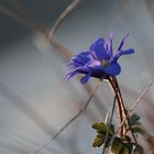 Anemone Blanda.....