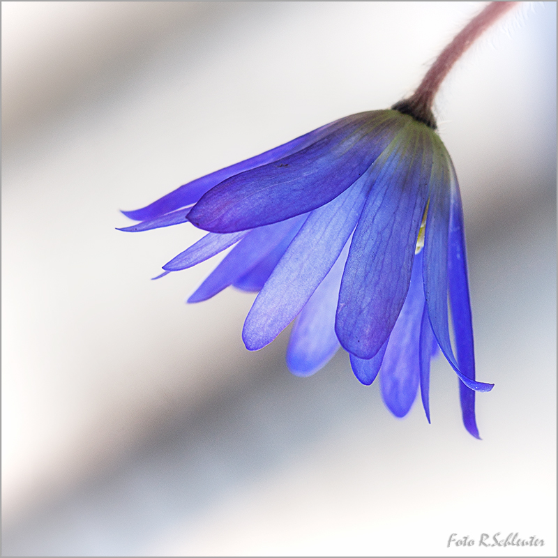 Anemone blanda