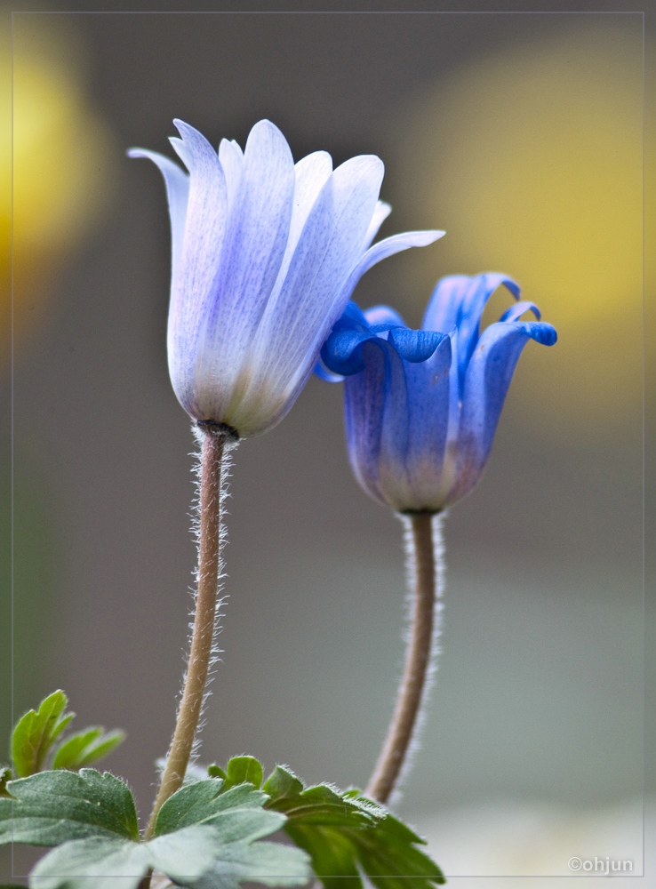 Anemone blanda