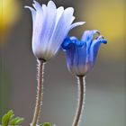 Anemone blanda