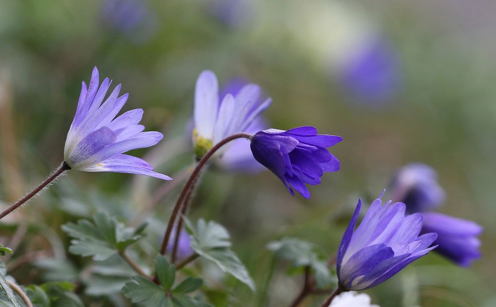 Anemone blanda