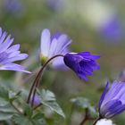 Anemone blanda