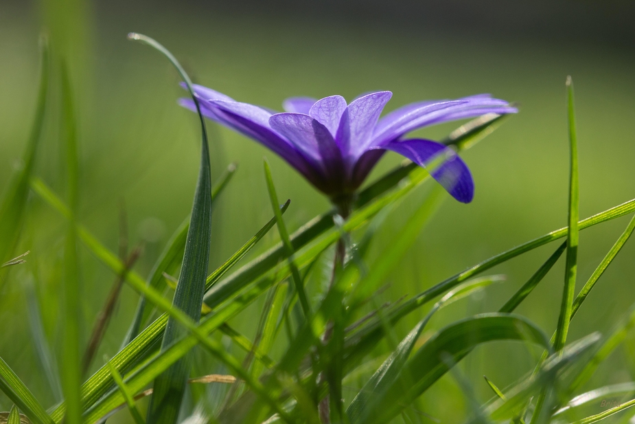 Anemone blanda Blue Shades