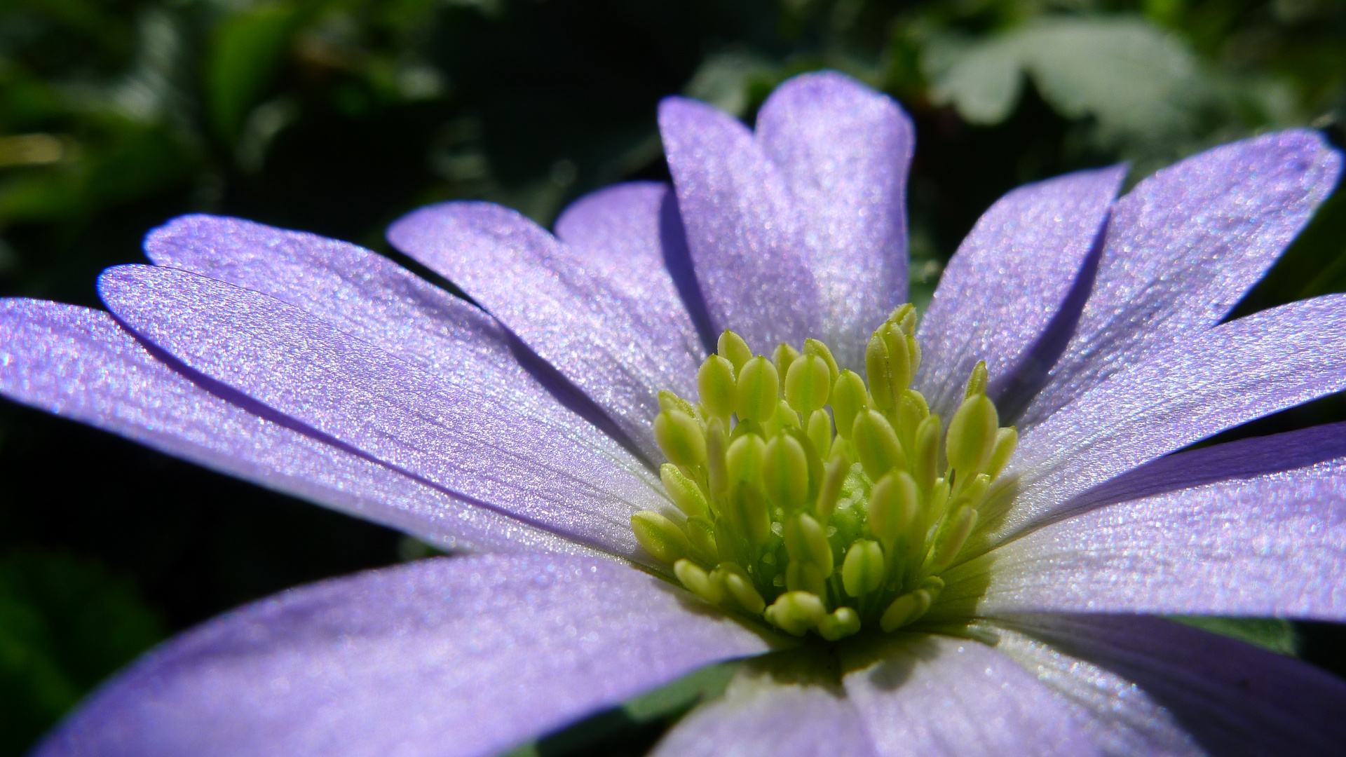 Anemone blanda 'Blue Shades'