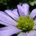 Anemone blanda 'Blue Shades'