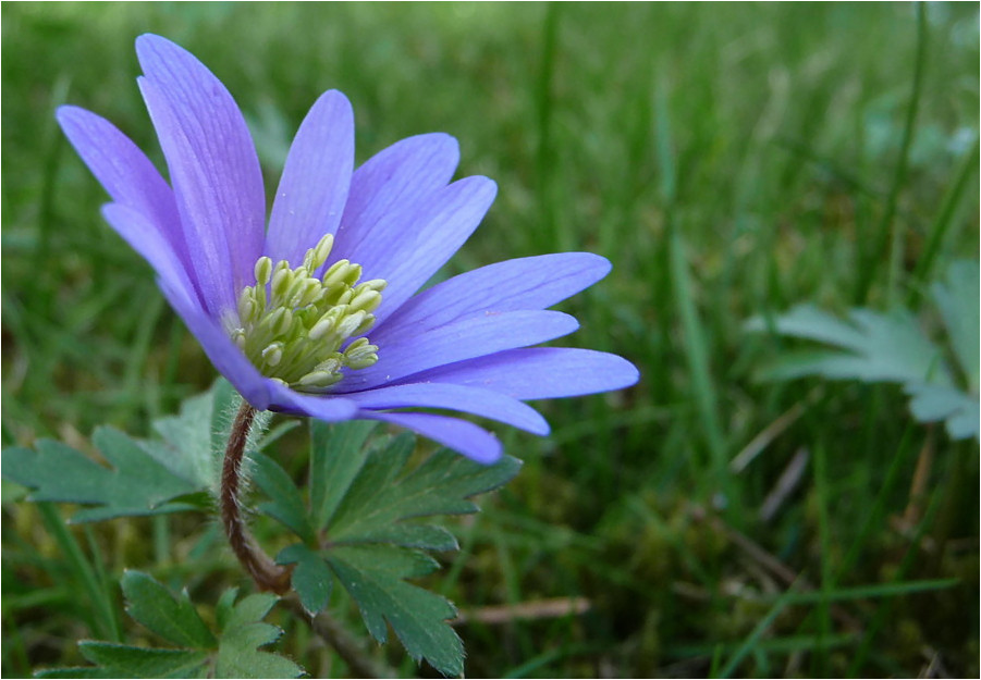 .anemone blanda.