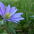 .anemone blanda.