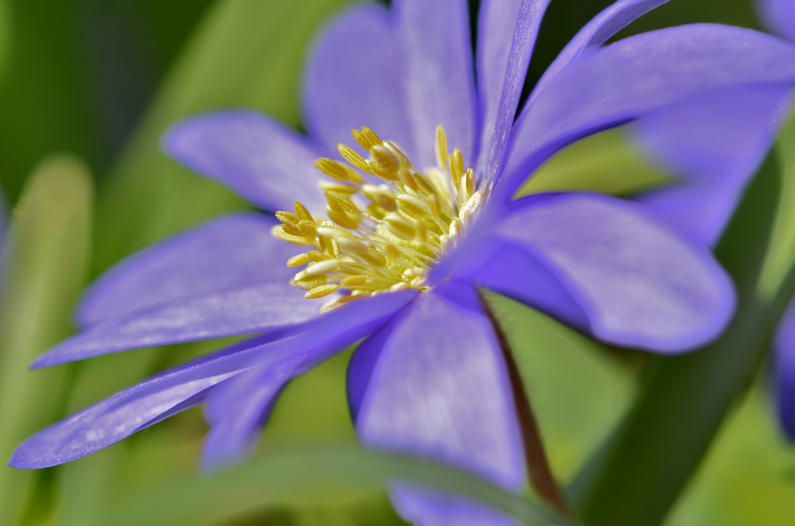 Anemone blanda