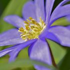 Anemone blanda