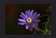 Anemone blanda