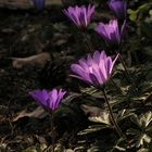 anemone blanda