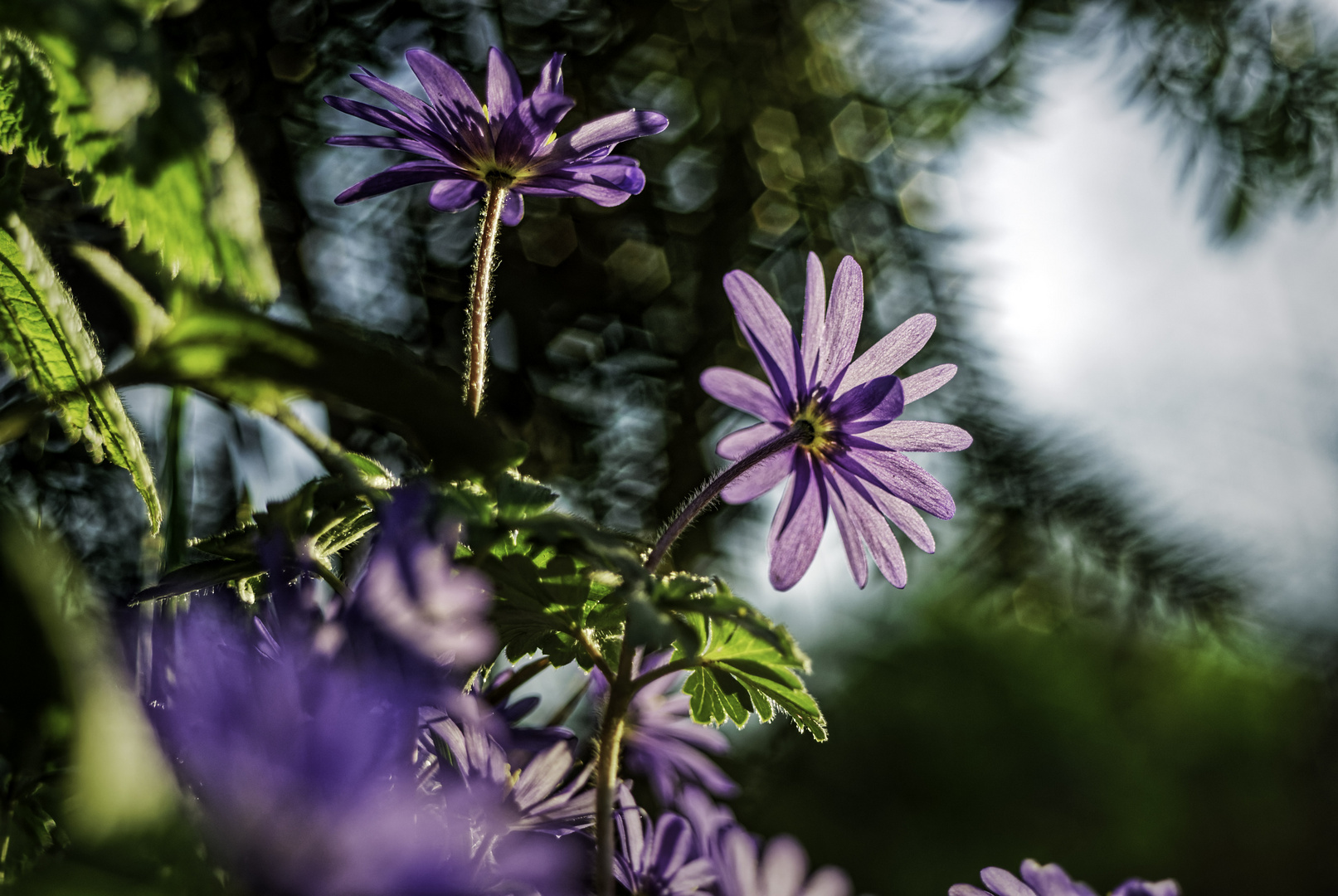 Anemone Blanda