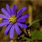 Anemone blanda-R