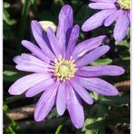 Anemone (blau)