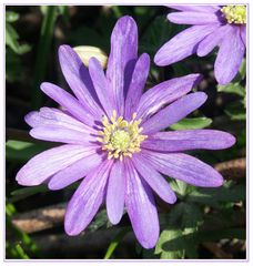 Anemone (blau)