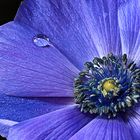 Anemone blau