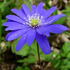 anemone blu