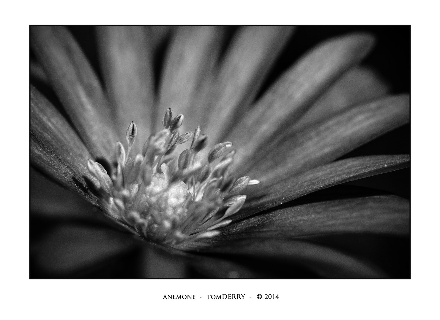 anemone b&w