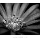 anemone b&w