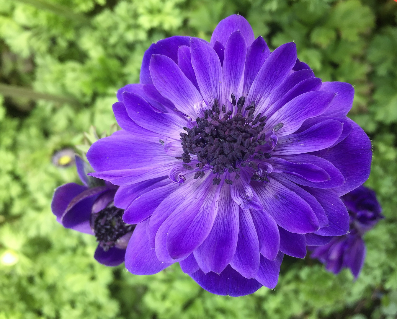 anemone