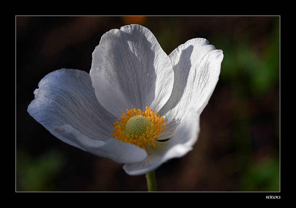 Anemone.....