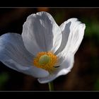 Anemone.....