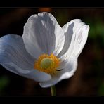 Anemone.....