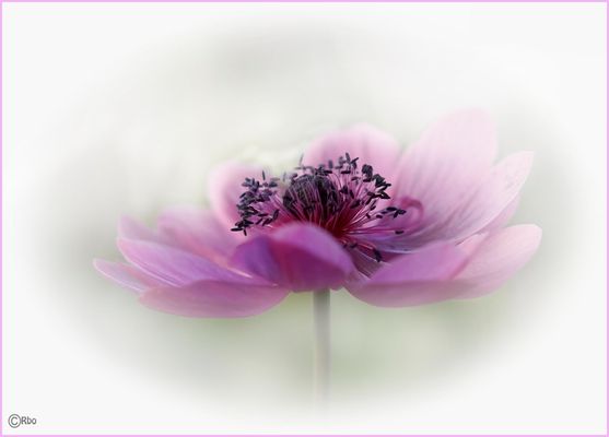 Anemone