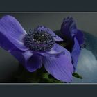 Anemone