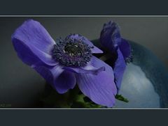 Anemone