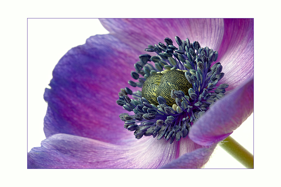 anemone