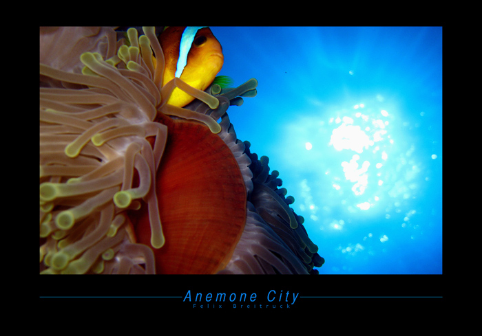 Anemone City
