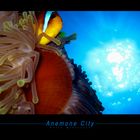 Anemone City