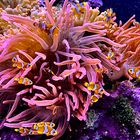 Anemone & Clownfish