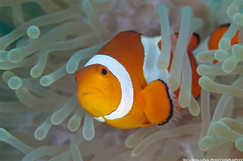 Anemone Clownfish