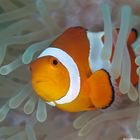 Anemone Clownfish