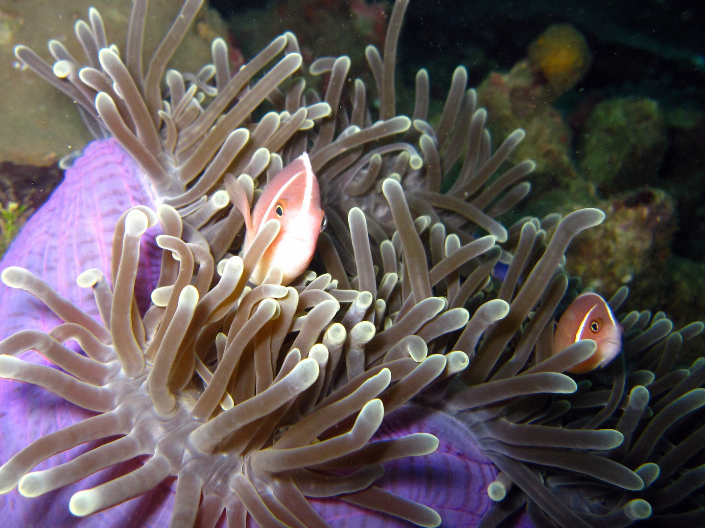 anemone con pagliaccio