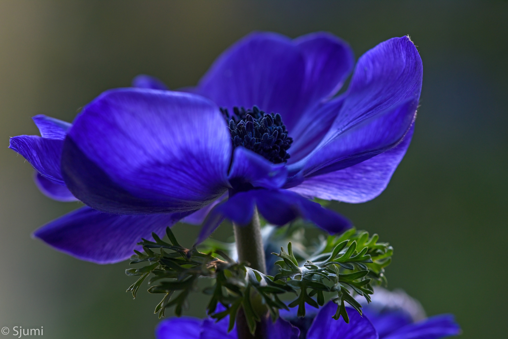 Anemone coronaria Foto & Bild pflanzen, pilze & flechten, blüten