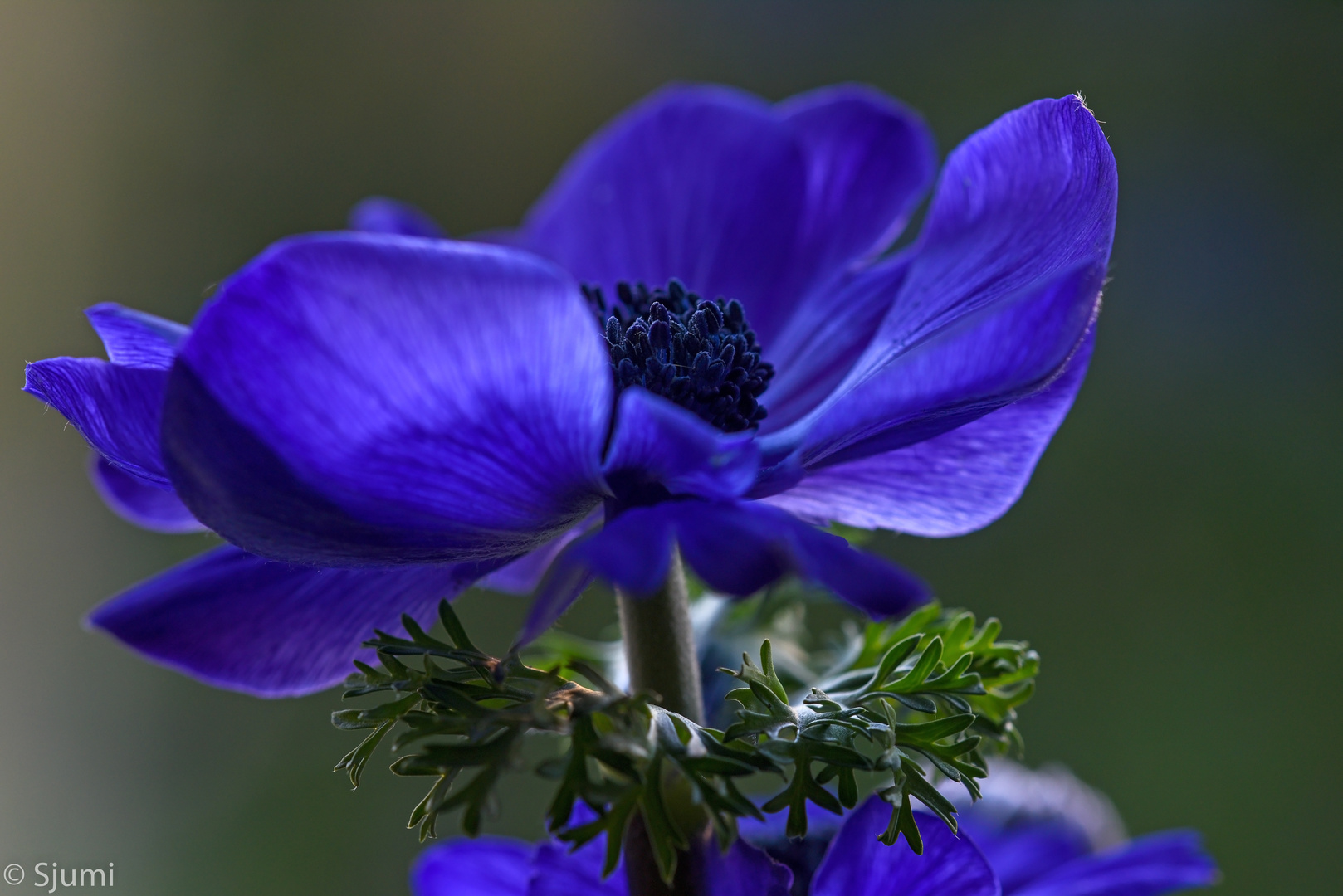 Anemone coronaria