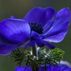 Anemone coronaria