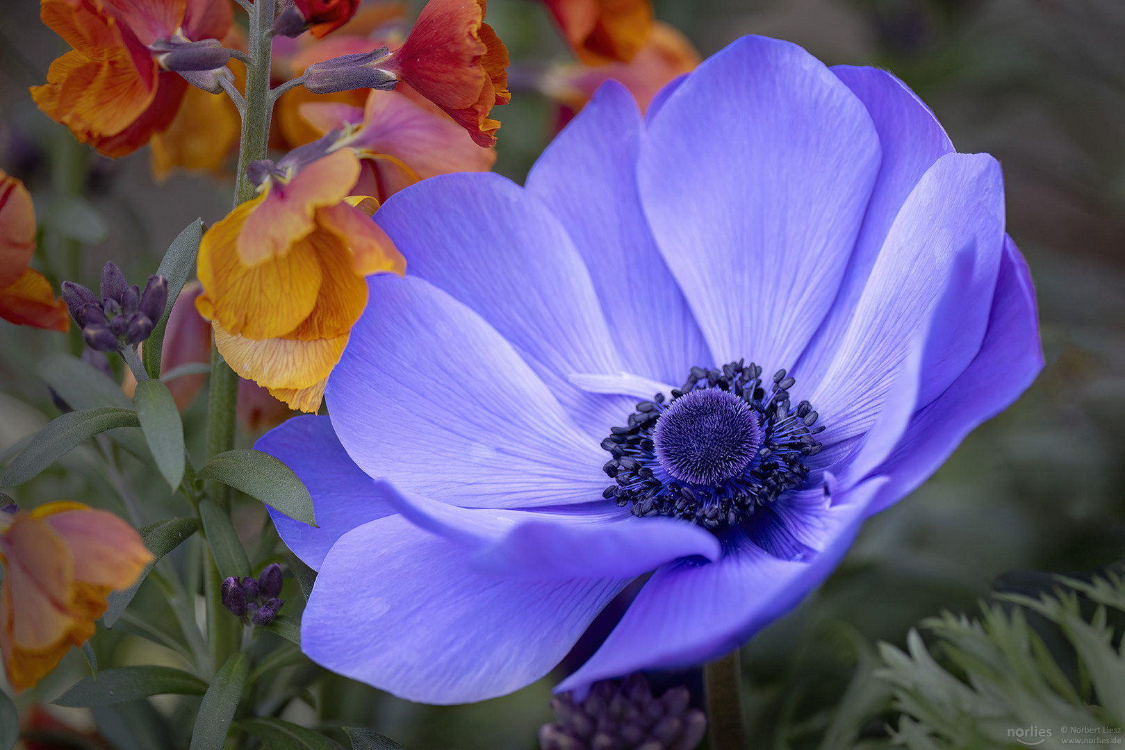 anemone coronaria