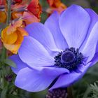 anemone coronaria