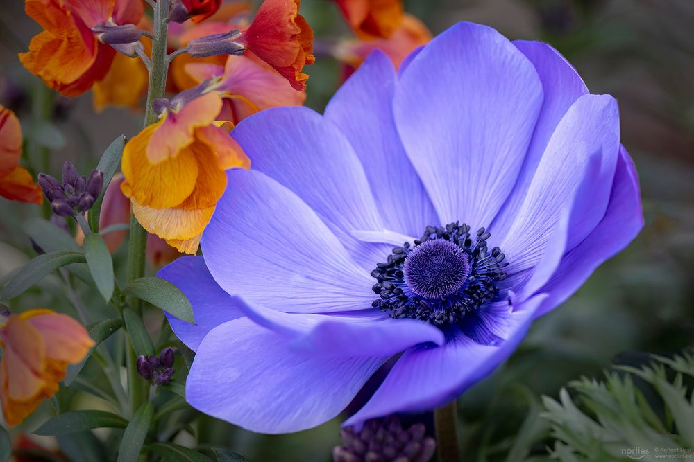 anemone coronaria