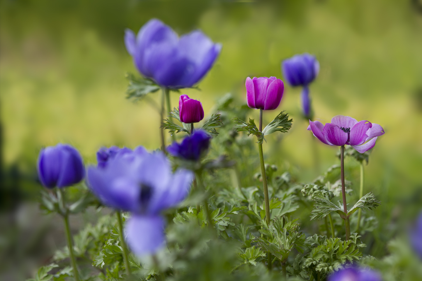 Anemone coronaria