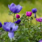 Anemone coronaria