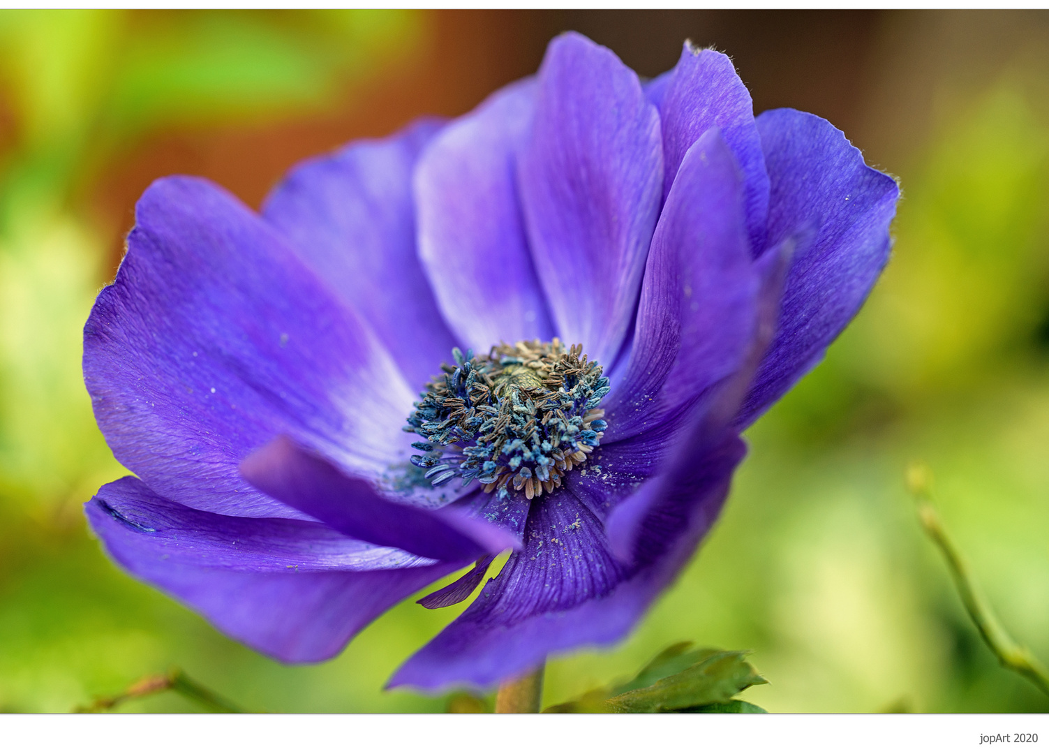 Anemone coronaria...